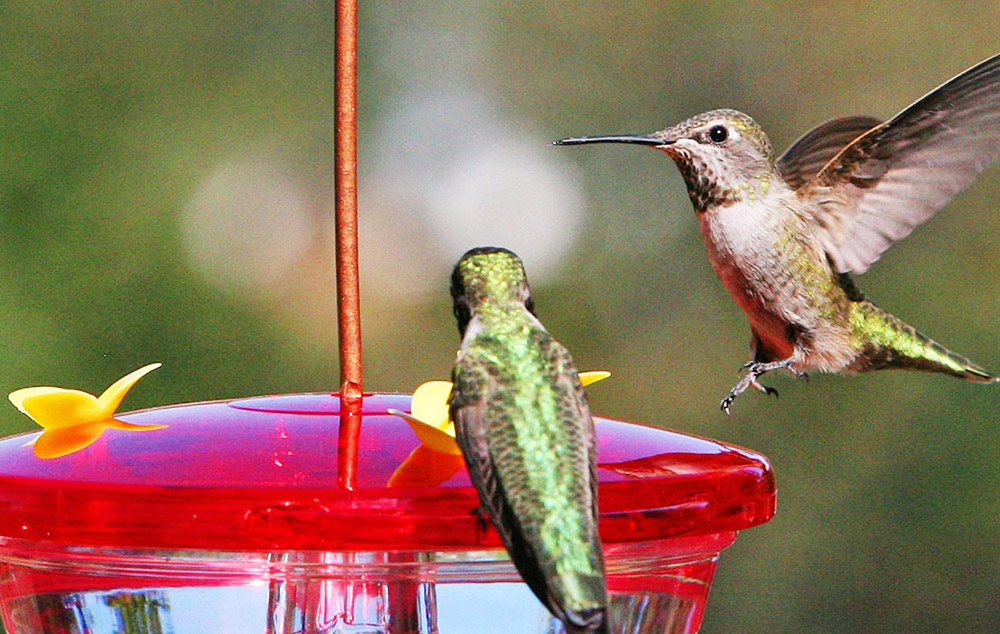 Intrepid Advises Classic Brands on Its Sale to Merit Capital Partners and Aiglon Capital Management featured image